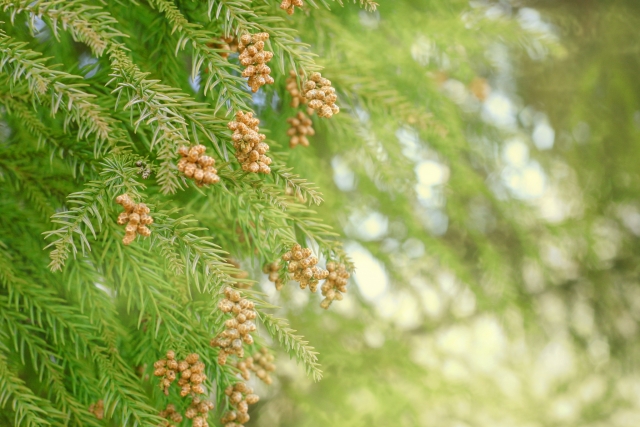 効果抜群！窓まわりの花粉対策